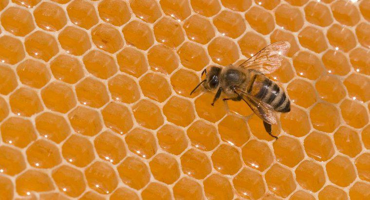 Combien pèse une abeille ?