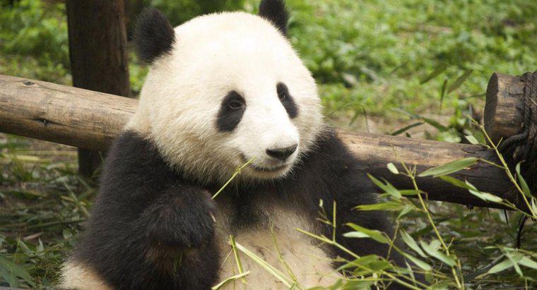 A quoi ressemblent les pandas géants ?