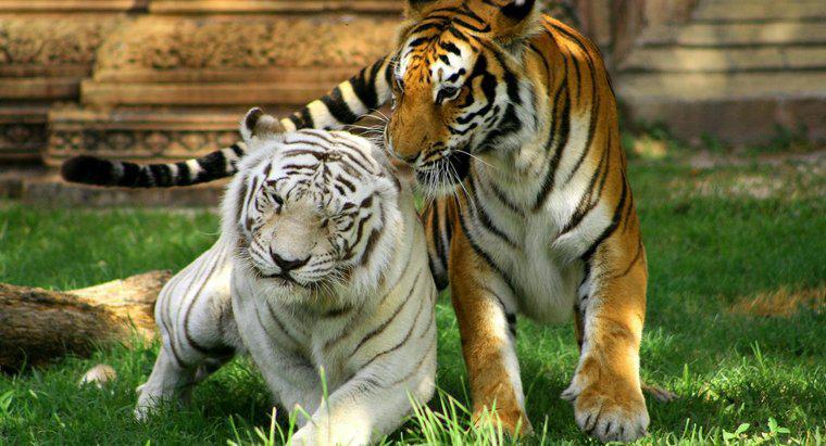 Dans quel biome vit le tigre blanc ?