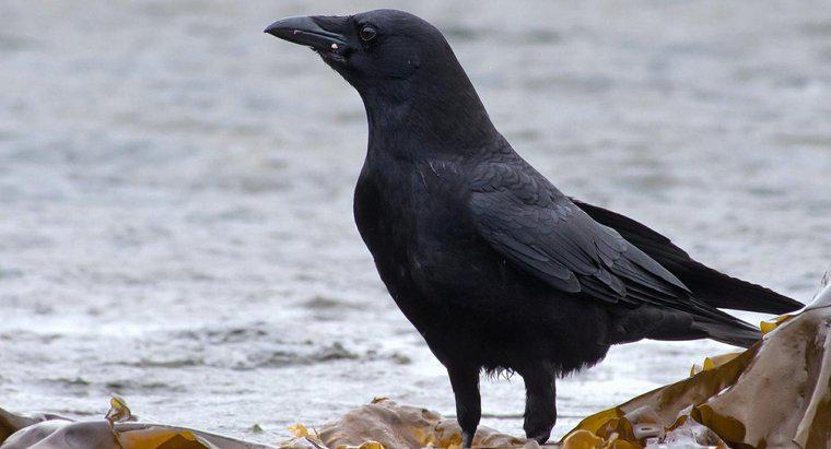 Qu'est-ce que cela signifie si une personne voit un corbeau noir ?