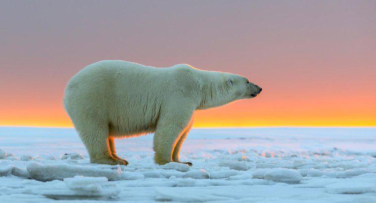 Quelle est la taille des ours polaires ?