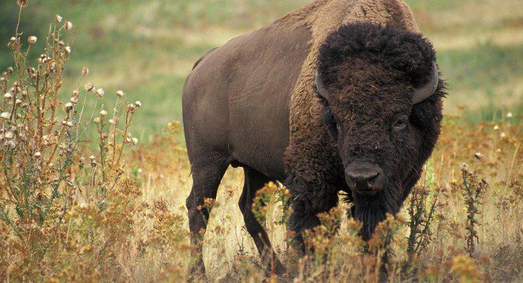 Où vivent les bisons ?
