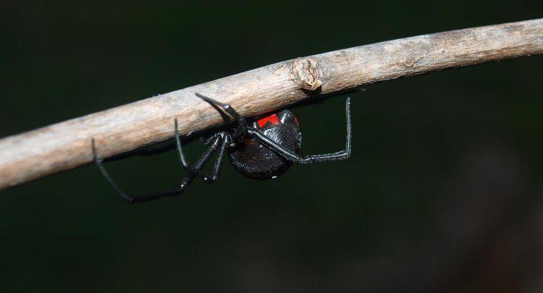 Quels sont les types d'araignées les plus dangereux ?