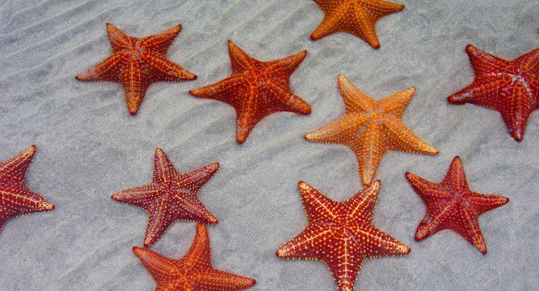 Comment les étoiles de mer respirent-elles ?