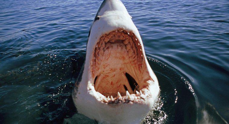 Pourquoi les grandes attaques de requins blancs se produisent-elles ?