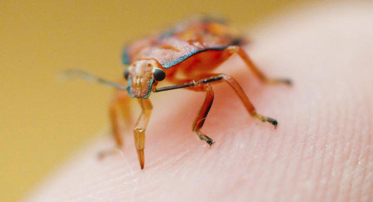 Quel est le meilleur remède contre les piqûres d'insectes ?