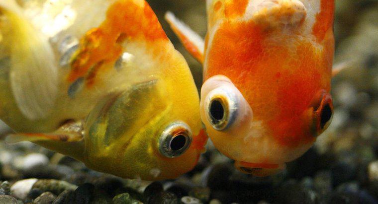 Comment les poissons rouges font-ils des bébés ?