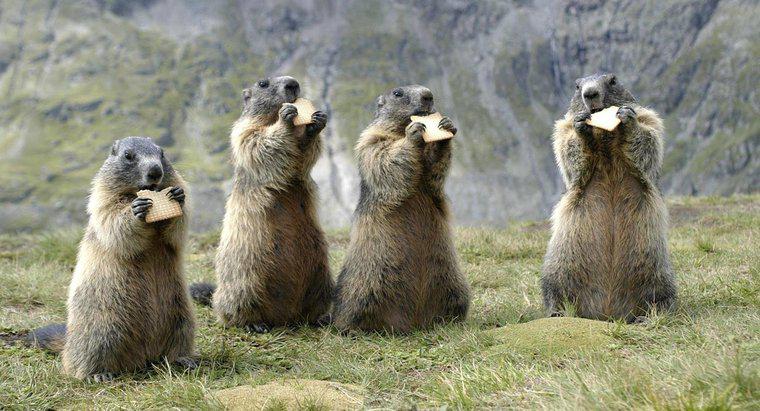 Combien de bois une marmotte peut-elle mandriner ?