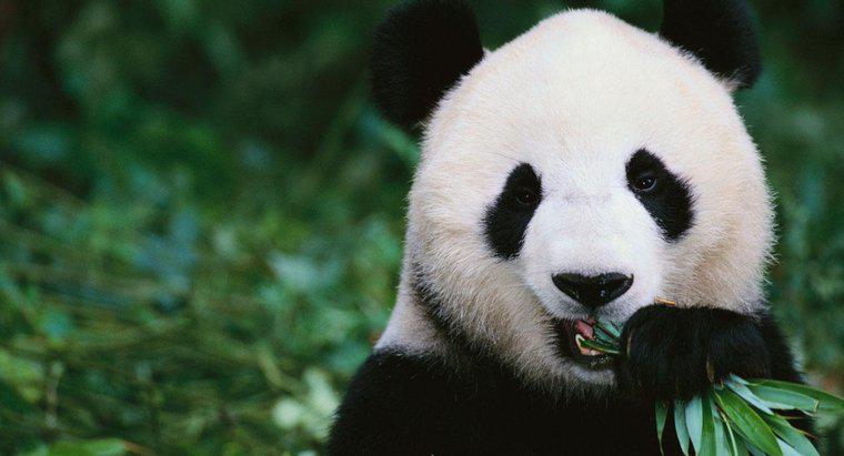 Que mangent les pandas ?