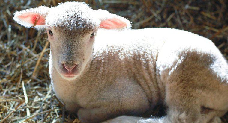 Comment appelle-t-on un bébé agneau ?