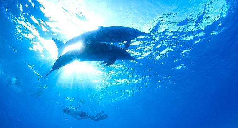 Dans quelle zone océanique vivent les dauphins ?