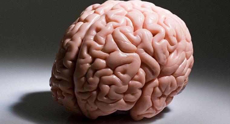 Quelle partie du cerveau est responsable des processus de pensée supérieurs, tels que la pensée logique ?