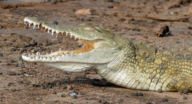 Que mange le crocodile du Nil ?