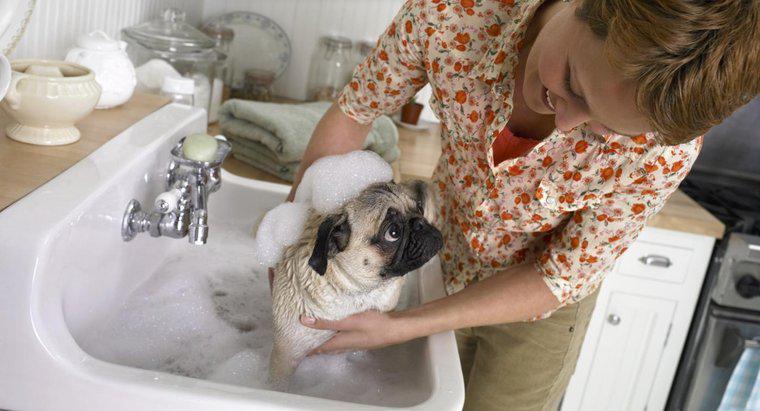 Que dois-je faire si mon chien a mangé une barre de savon ?