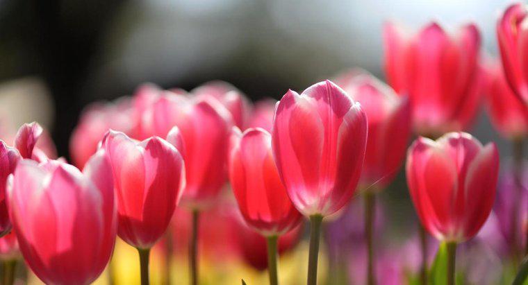 Comment les tulipes se reproduisent-elles ?