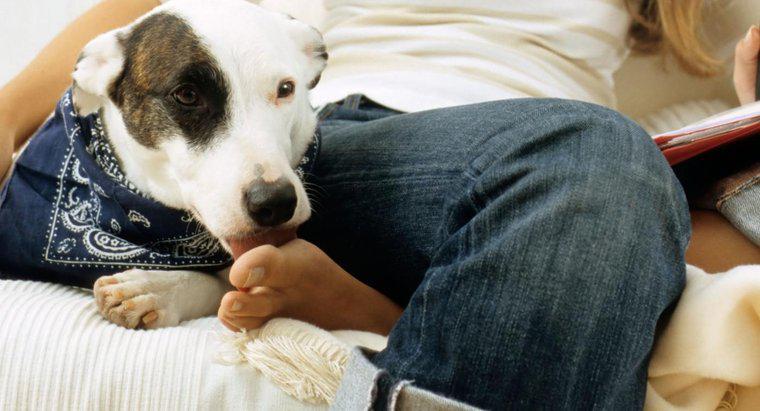 Pourquoi les chiens lèchent-ils les pieds humains ?