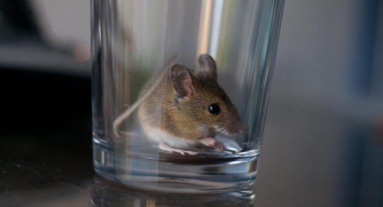 Quels sont les remèdes maison pour tuer les souris ?