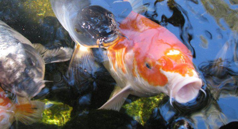 Les poissons ont-ils des langues ?