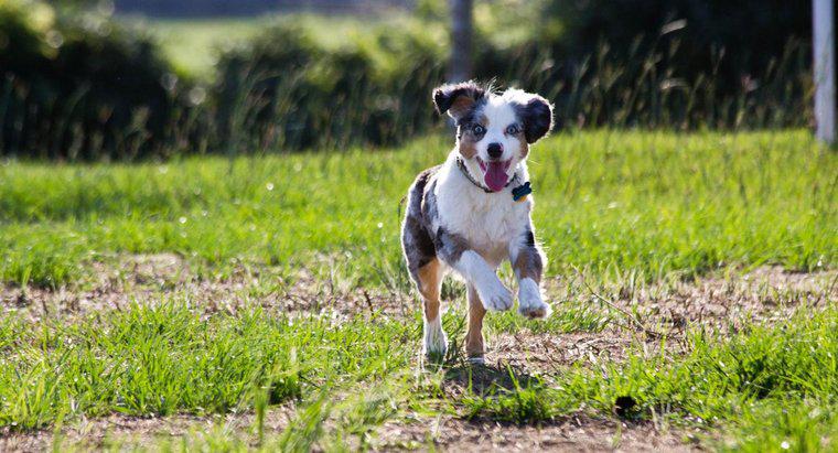 À quelle vitesse un chien peut-il courir ?