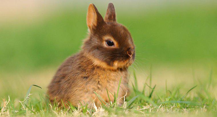 Combien de temps vit un lapin nain des Pays-Bas ?