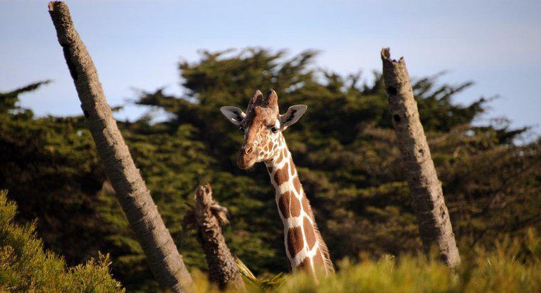 Combien de vertèbres a une girafe ?