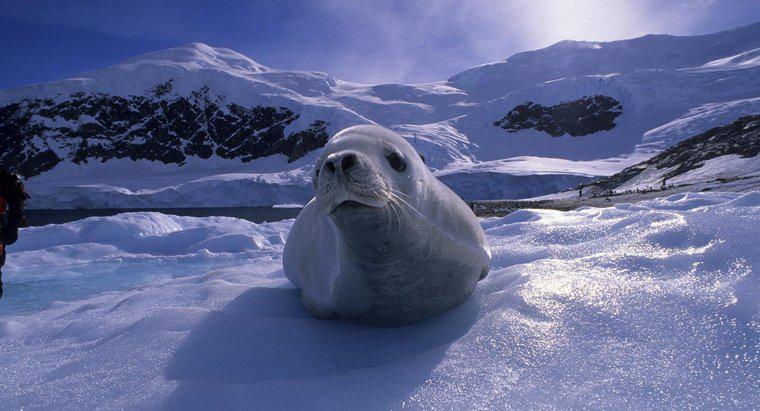 Quels types d'animaux vivent en Antarctique ?