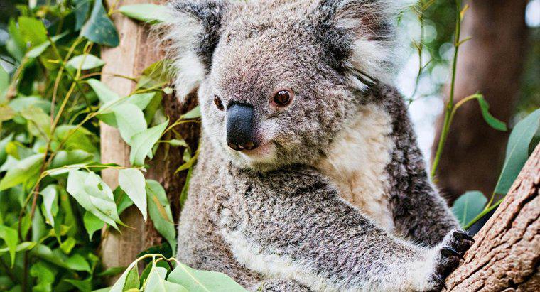 Pourquoi les koalas sont-ils en danger ?