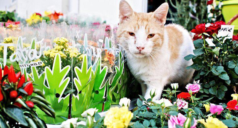 Les broméliacées sont-elles toxiques pour les chats ?