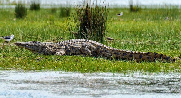 Les crocodiles sont-ils plus gros que les alligators ?