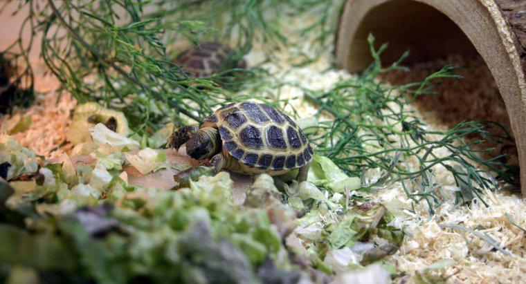 Qu'est-ce qui est inclus dans un kit complet pour l'habitat des tortues ?