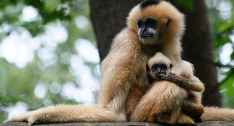 Quelle est la période de gestation d'un singe?