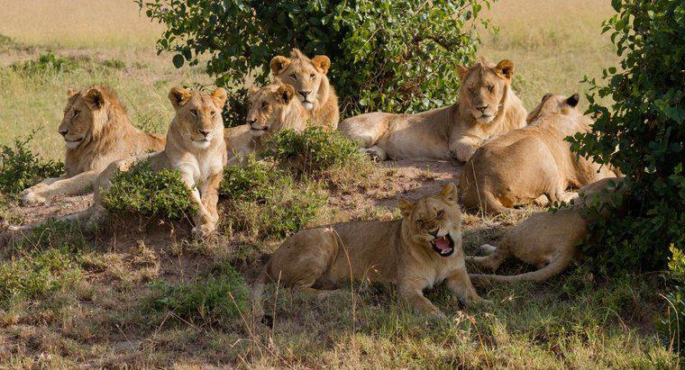 Comment s'appelle un groupe de Lions ?