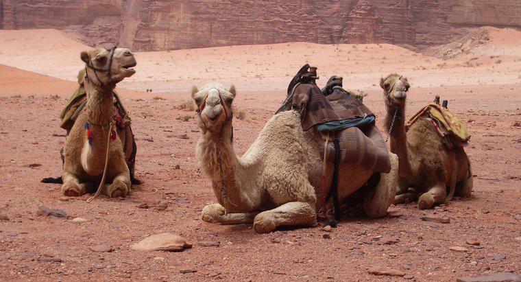 Combien de temps vivent les chameaux ?