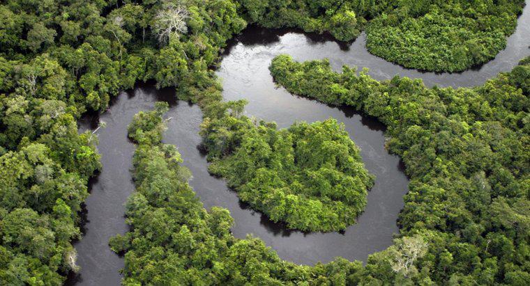 Quels types de plans d'eau trouve-t-on dans une forêt tropicale humide ?
