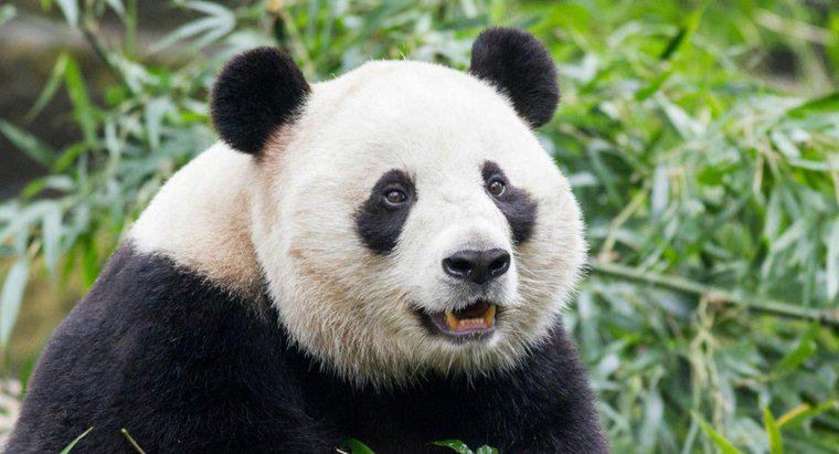 Quels sont les ennemis du panda géant ?