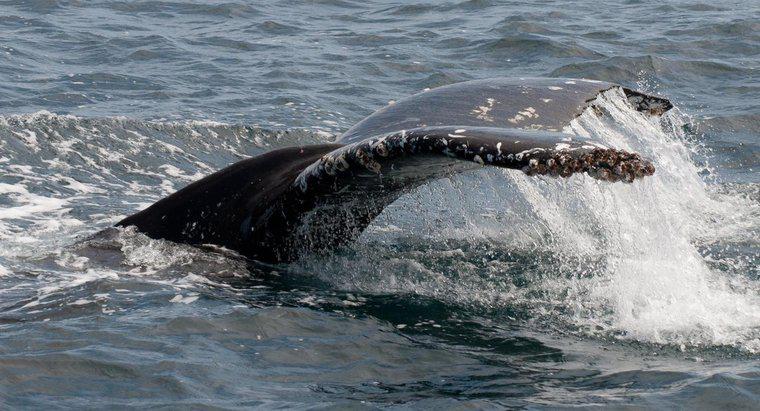 Que mangent les baleines à bosse ?