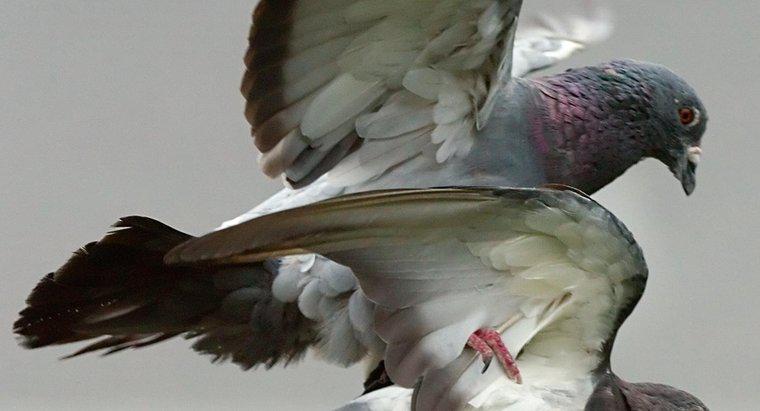Les pigeons volent-ils vers le sud pour l'hiver?