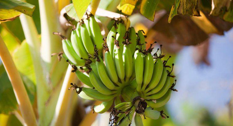 Comment les bananes se reproduisent-elles ?