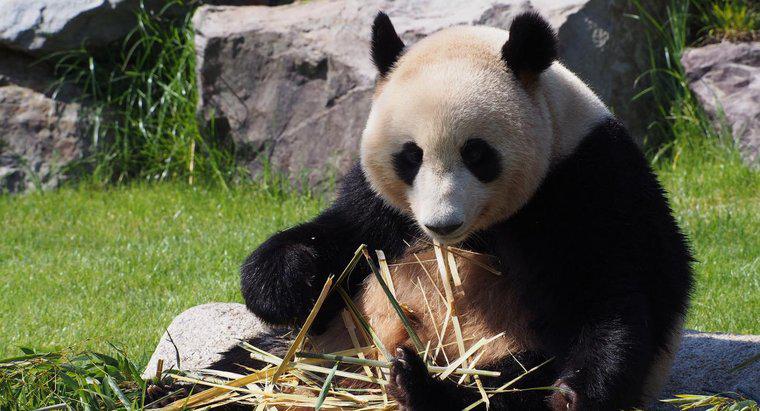 Comment les pandas géants se sont-ils adaptés à leur environnement ?