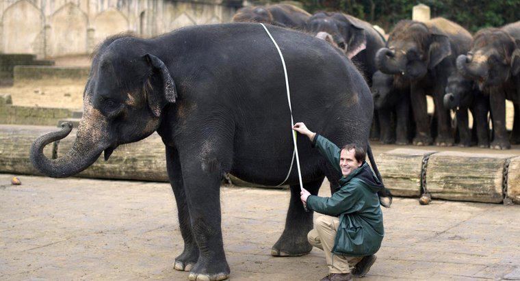 Combien pèsent les éléphants en tonnes ?
