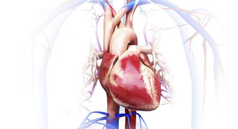 Quels sont les organes du système circulatoire ?
