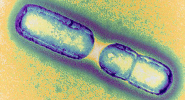 Comment les bactéries se multiplient-elles ?