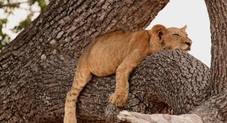 Les Lions peuvent-ils grimper aux arbres ?