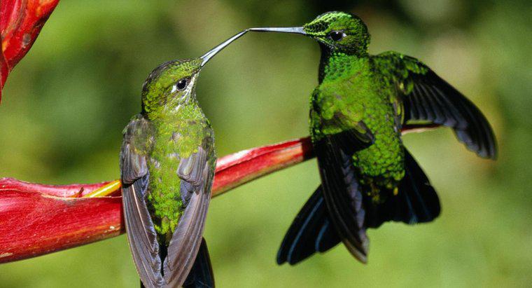 Comment les colibris se reproduisent-ils ?