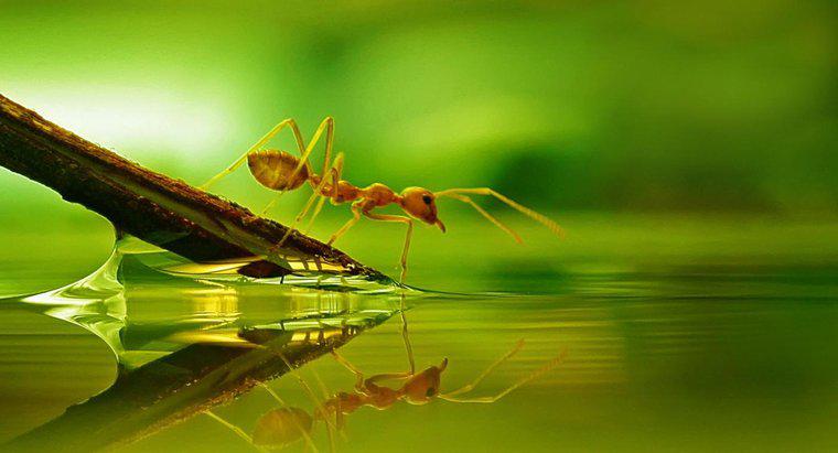 Les fourmis peuvent-elles nager ?