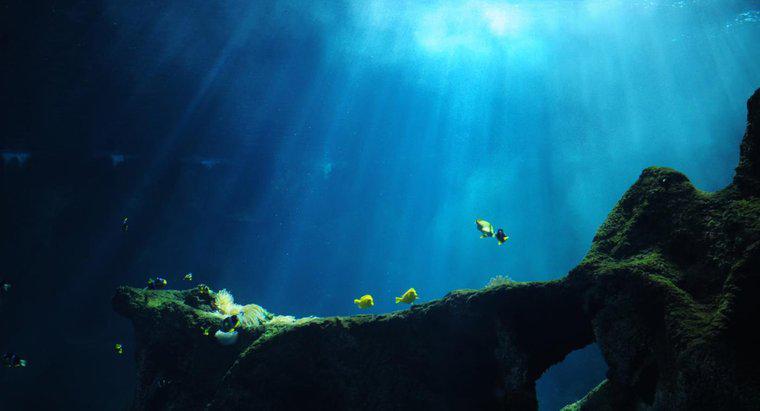 Que se passe-t-il dans les tranchées océaniques profondes ?