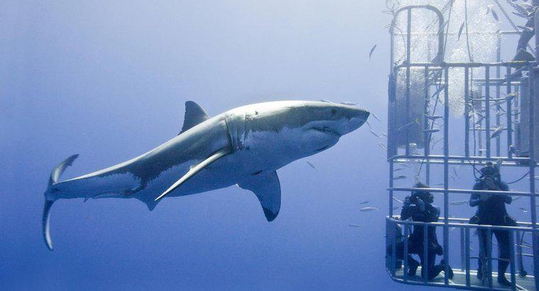 Quel est le plus gros requin blanc jamais vu ?