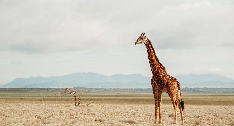Quel est l'habitat naturel des girafes ?