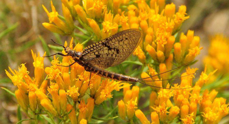 Quel insecte a la durée de vie la plus courte ?