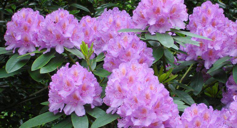 Pouvez-vous tailler les rhododendrons à l'automne ?